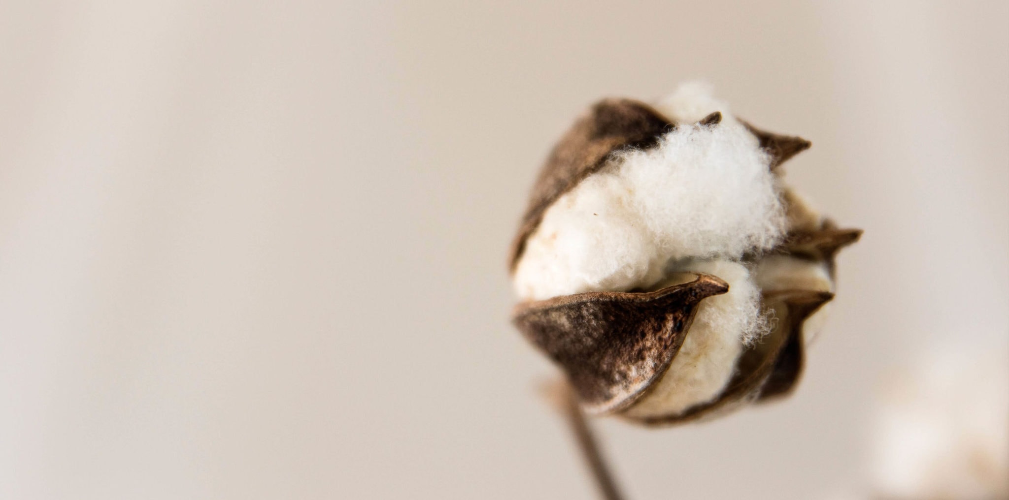 dabooty ecowear algodon organico ecologico ropa interior sostenible